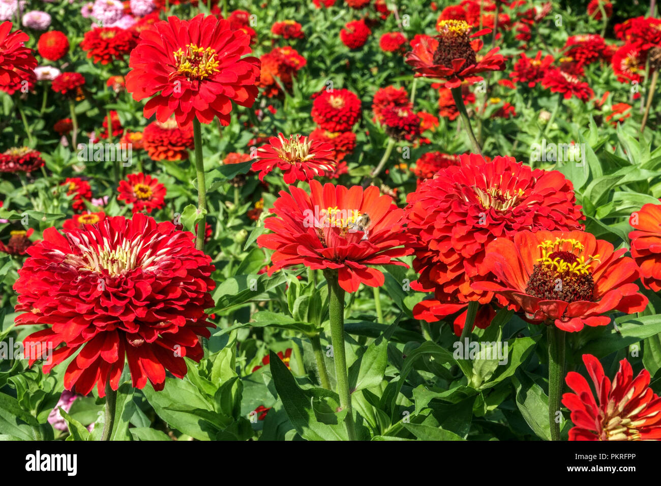Red Zinnien, Zinnia 'Scarlet Flame', im Garten Stockfoto