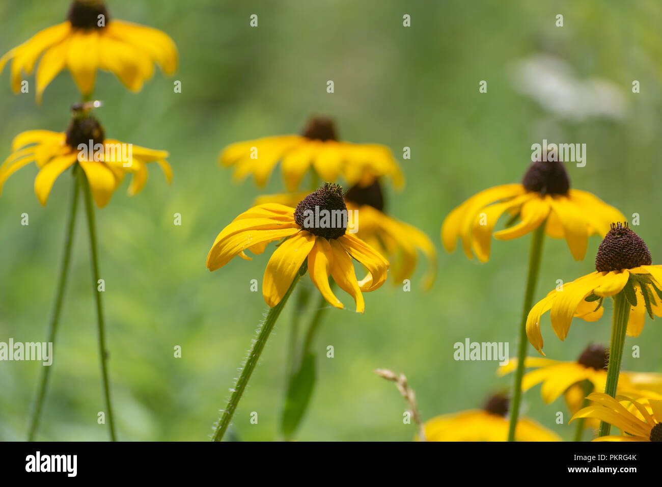 Schöne gelbe Blumen in einem Feld von grünem Gras und Pflanzen bilden einen schönen Hintergrund. Stockfoto