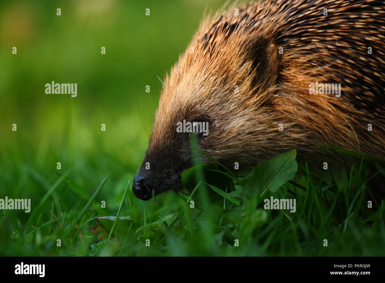 Igel (Erinaceus europaeus), Sommer, Europa Stockfoto