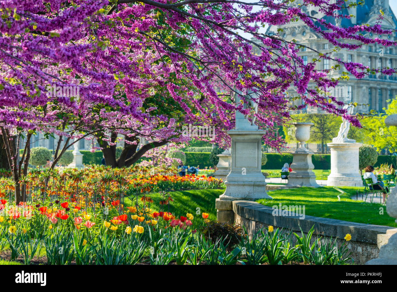 Blick auf die Tuilerien Park mit Blumen, Statuen, Brunnen, und Kirschblüten im April - Frühling in Paris, Frankreich. Stockfoto
