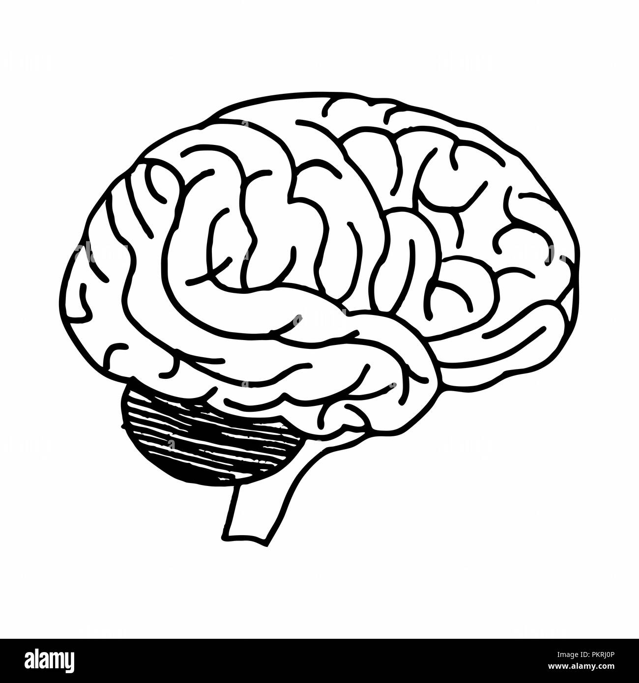Freehand Illustration eines isolierten Gehirn. Schwarze Umrisse auf dem weißen Hintergrund. Stock Vektor