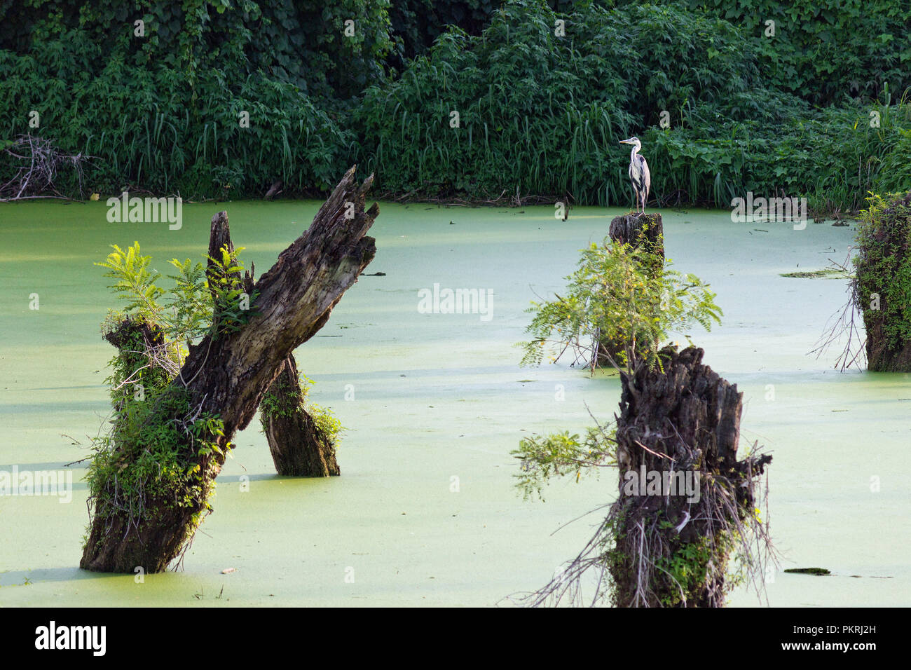 Heron in einem Baum in einem Sumpf bei Sonnenuntergang Stockfoto