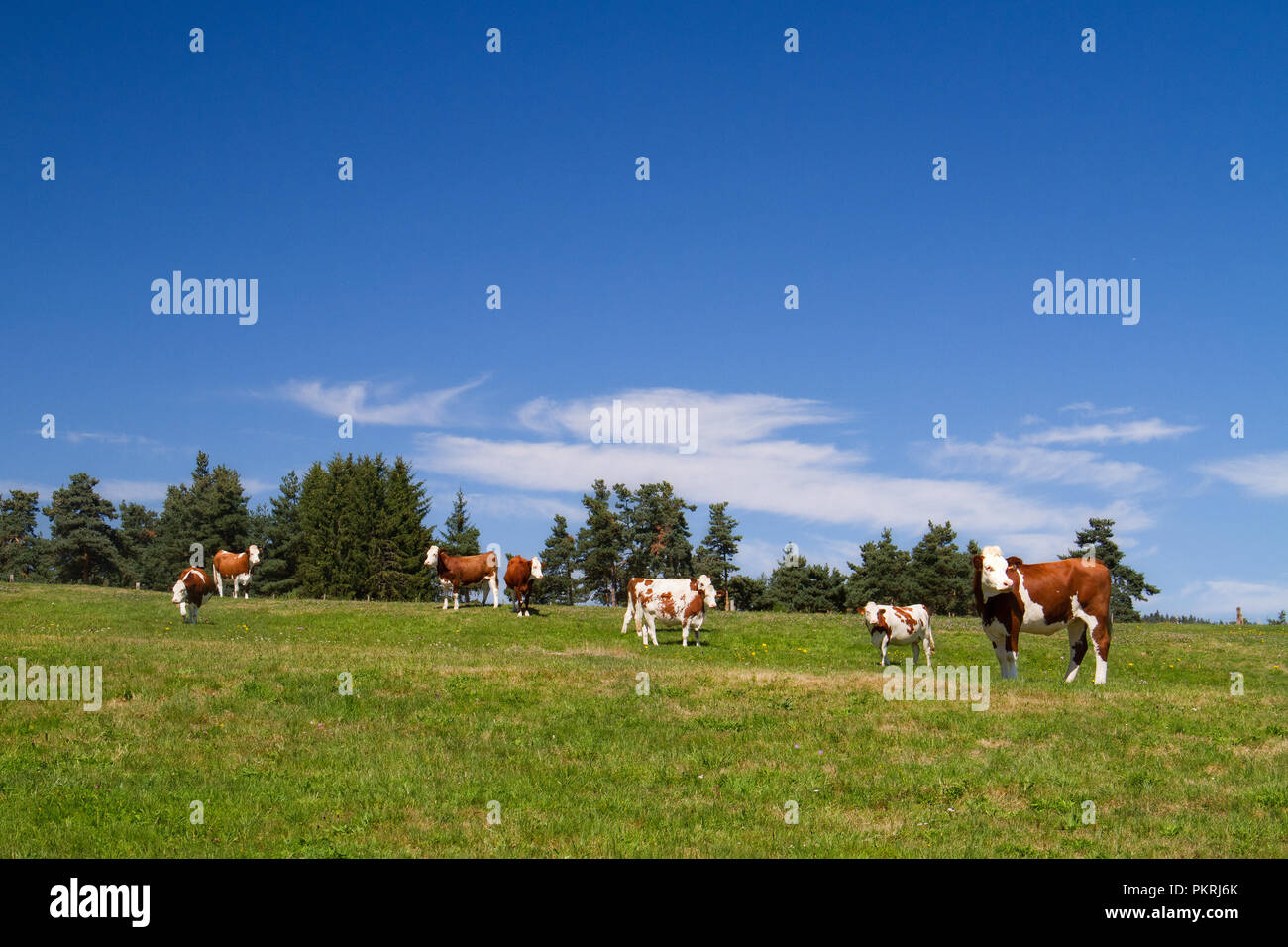 Braune und weiße Kühe auf einer Wiese unter einem blauen Himmel im Süden Frankreichs Stockfoto