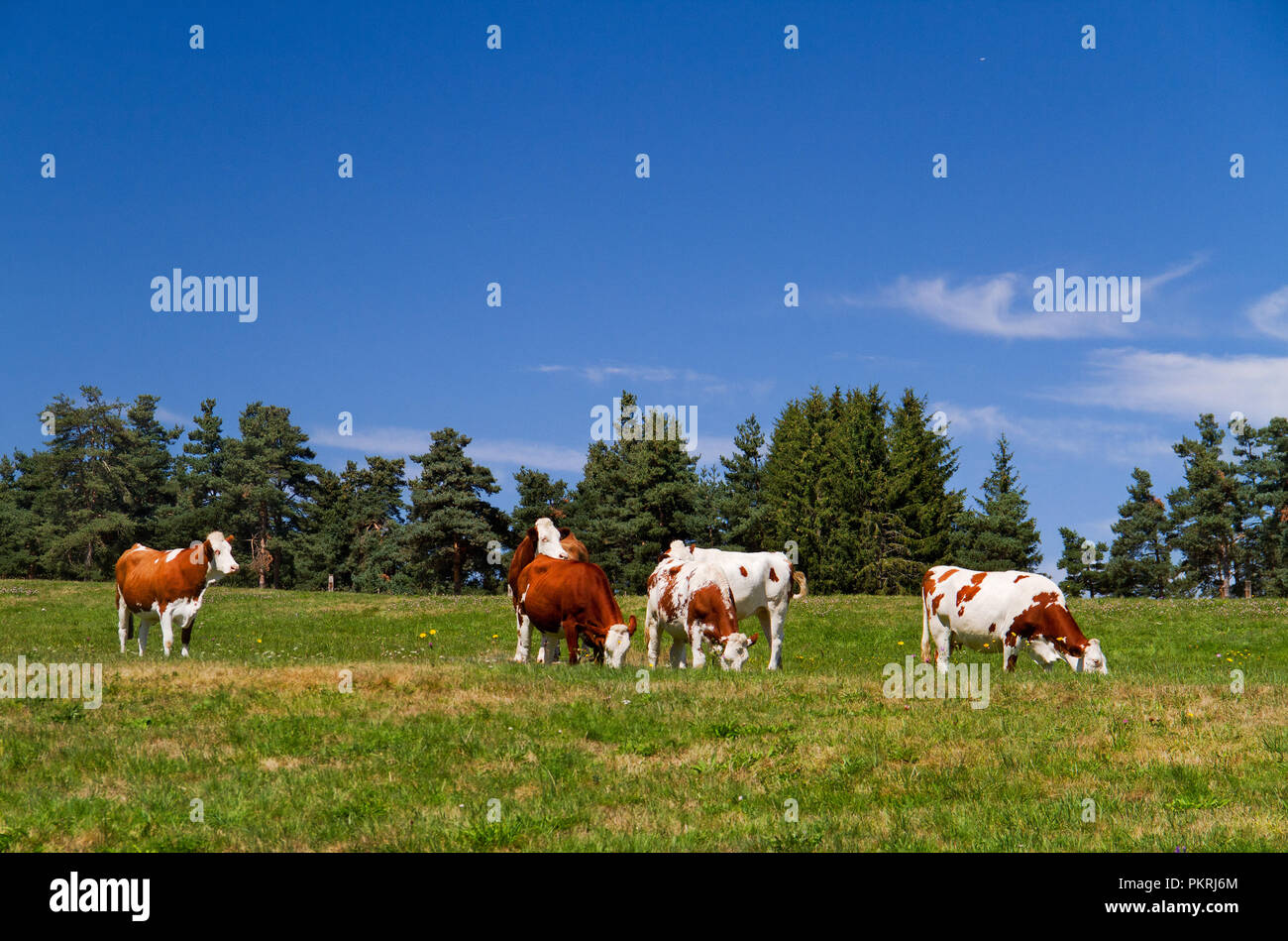 Braune und weiße Kühe auf einer Wiese unter einem blauen Himmel im Süden Frankreichs Stockfoto