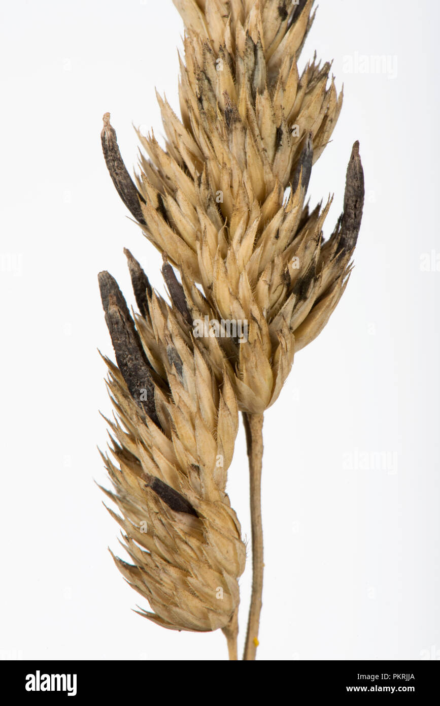Mutterkorn, Claviceps purpurea, sclerotium auf Knaulgras, Dactylis glomerata, seedhead im Spätsommer, Berkshire, September Stockfoto