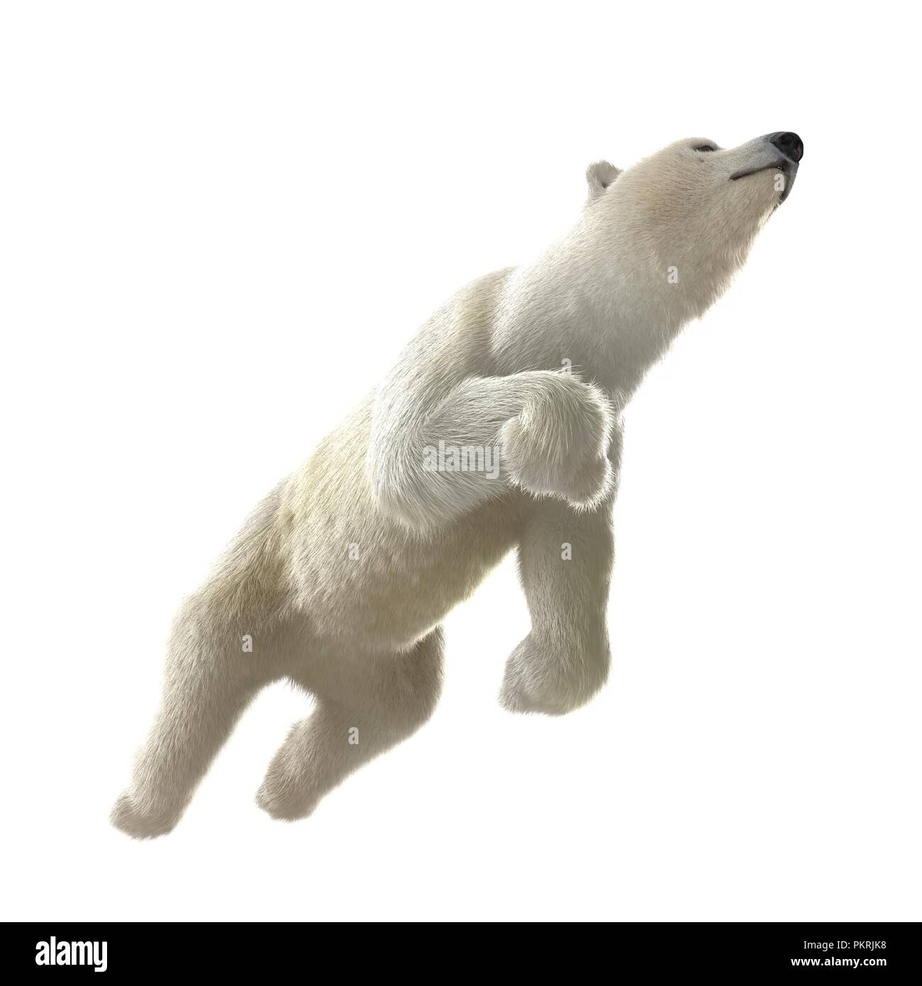 Große männliche Eisbären schwimmen auf einem weißen. 3D-Darstellung Stockfoto