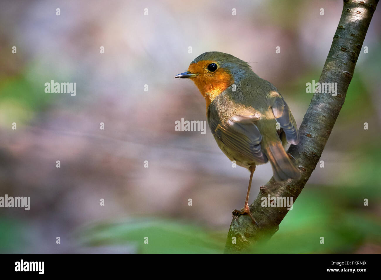 Europäische Robin sitzen auf einem Zweig (Erithacus Rubecula) Stockfoto