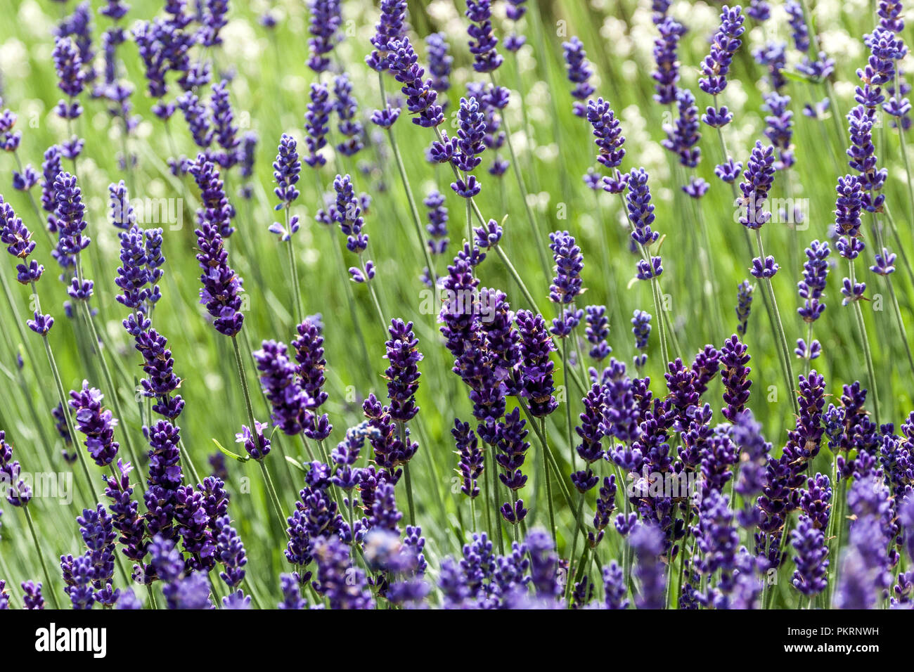 Lavendel wächst im Gartenbett Lavandula angustifolia Blumen Stockfoto