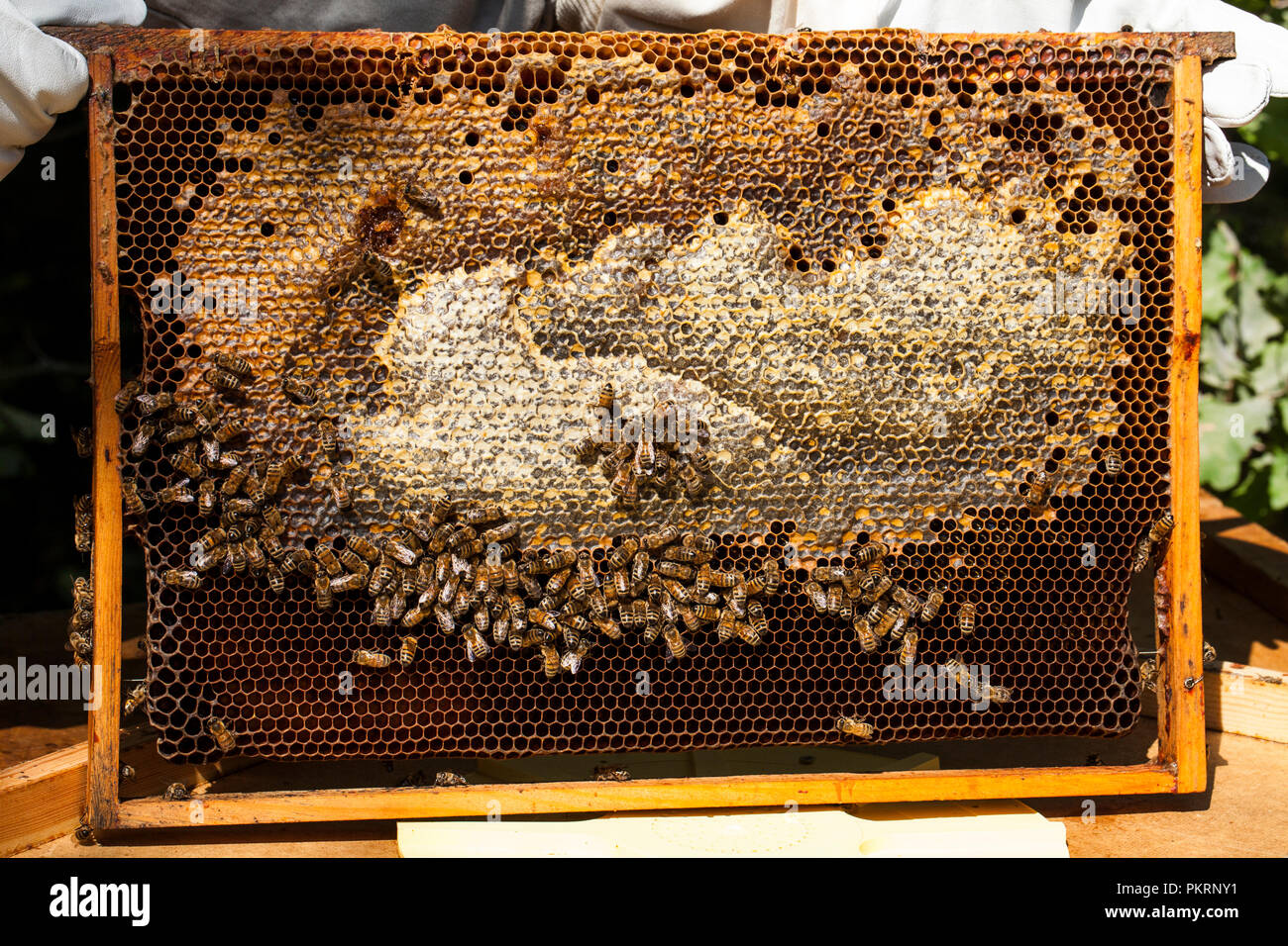 Die Bienen auf Wabe. Imkerei Konzept. Gesundes Essen. Stockfoto