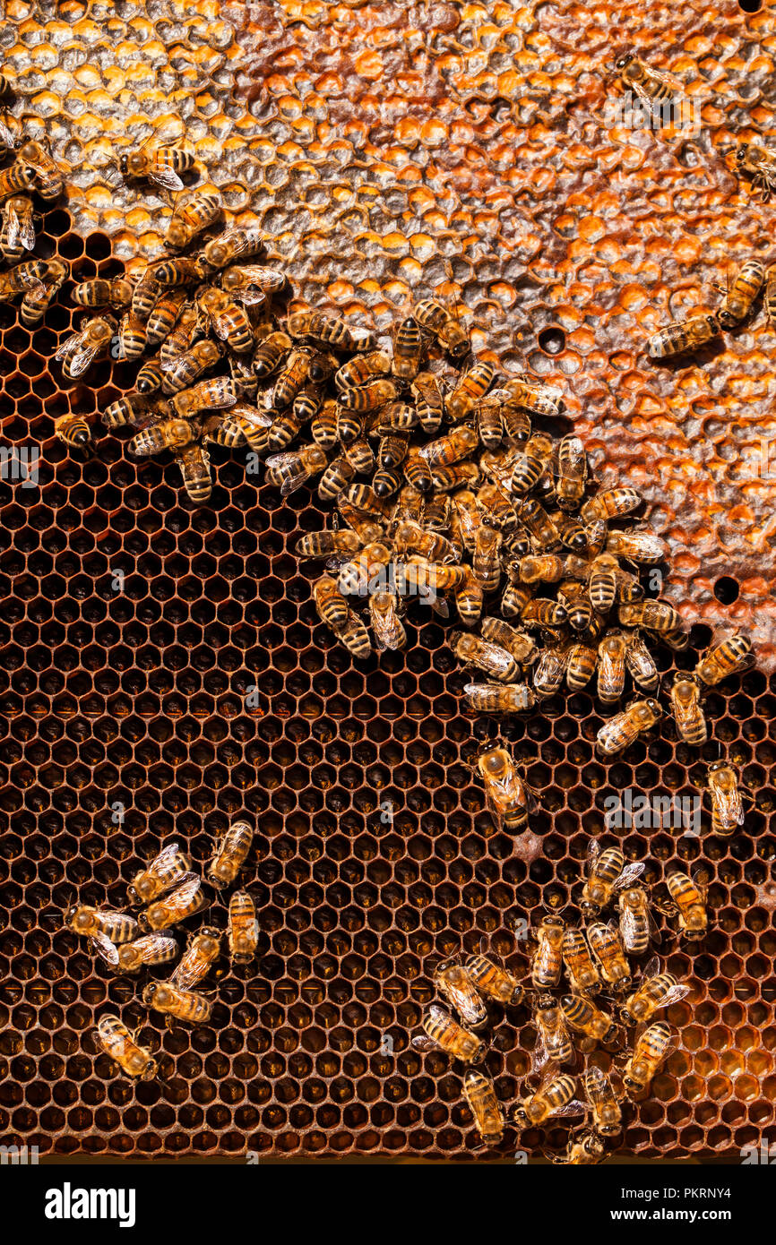 Die Bienen auf Wabe. Imkerei Konzept. Gesundes Essen. Stockfoto