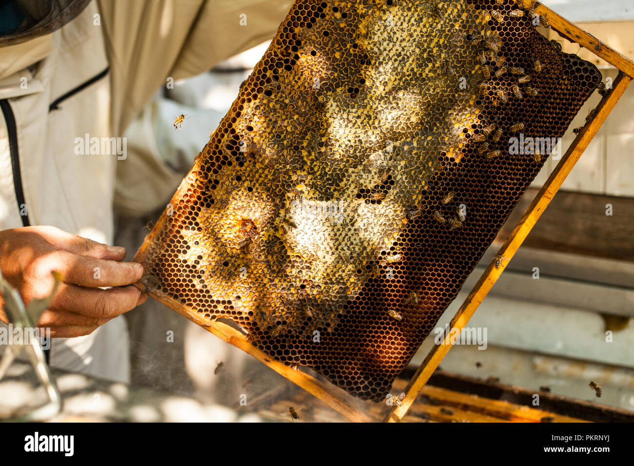 Imker arbeitet mit Bienen und Bienenstöcke auf dem Bienenstand. Stockfoto