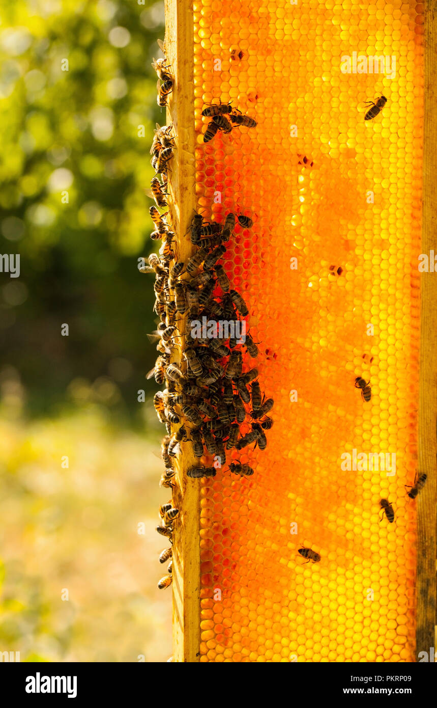 Die Bienen auf Wabe. Imkerei Konzept. Gesundes Essen. Stockfoto