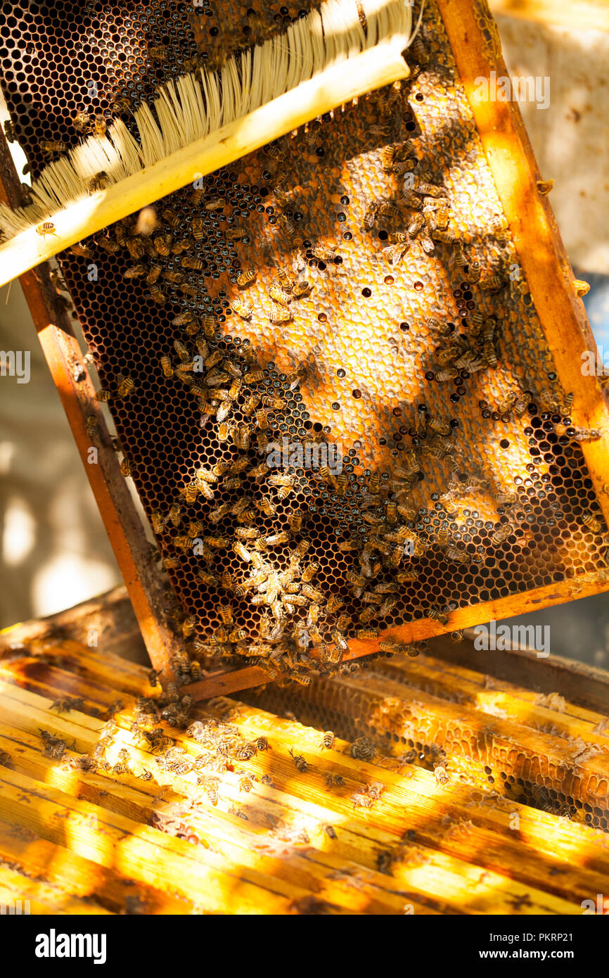 Imker arbeitet mit Bienen und Bienenstöcke auf dem Bienenstand. Stockfoto