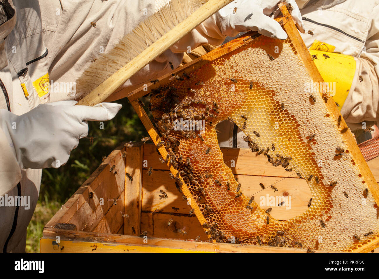 Imker ist die Arbeit mit Bienen und Bienenkörbe auf die imkerei Stockfoto