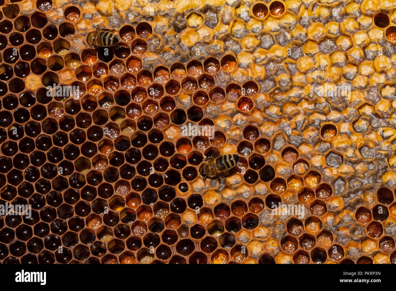 Die Bienen auf Wabe. Imkerei Konzept. Gesundes Essen. Stockfoto