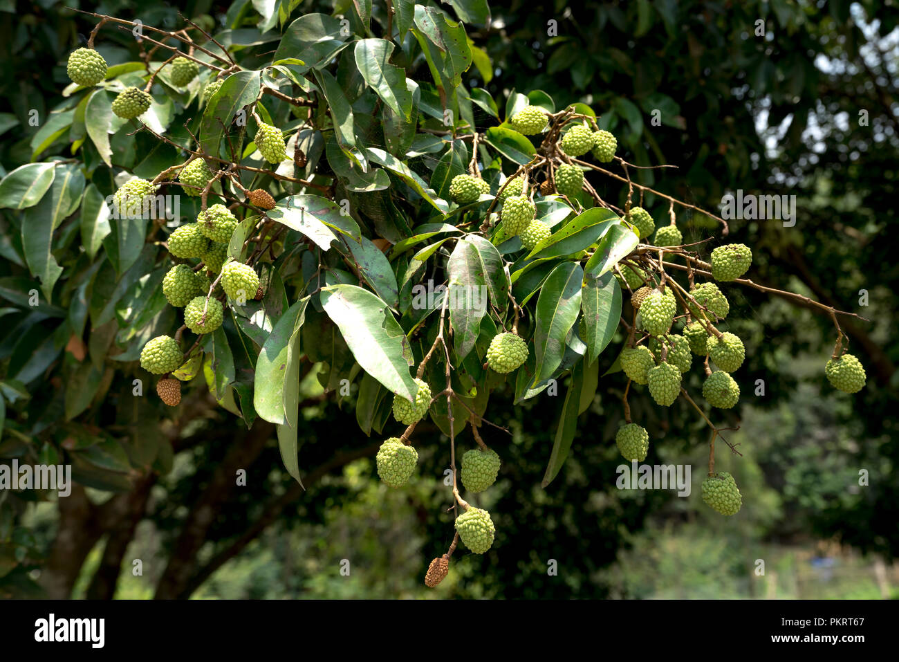 Grün Litschi auf Lychee tree Stockfoto