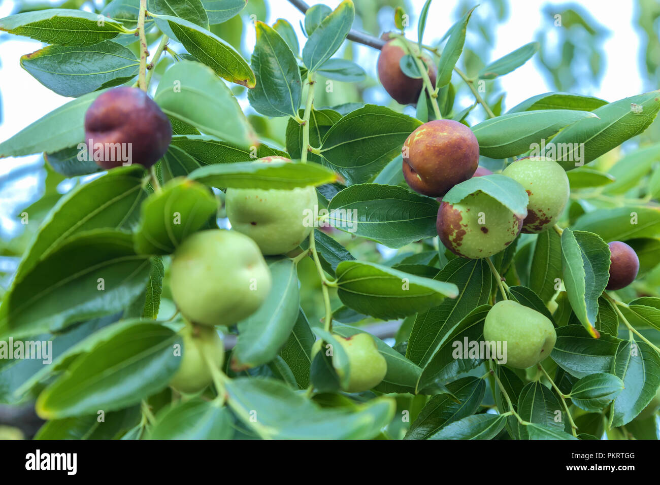 Reife Früchte jujube (Ziziphus jujuba) am Baum Stockfoto