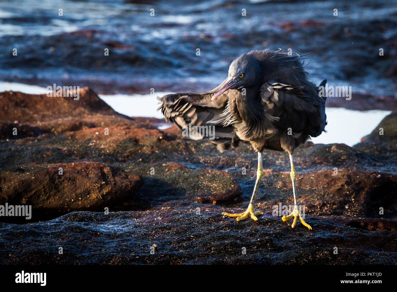 Östlichen Riff Egret Schütteln auf felsigen Küste Kalbarri Stockfoto