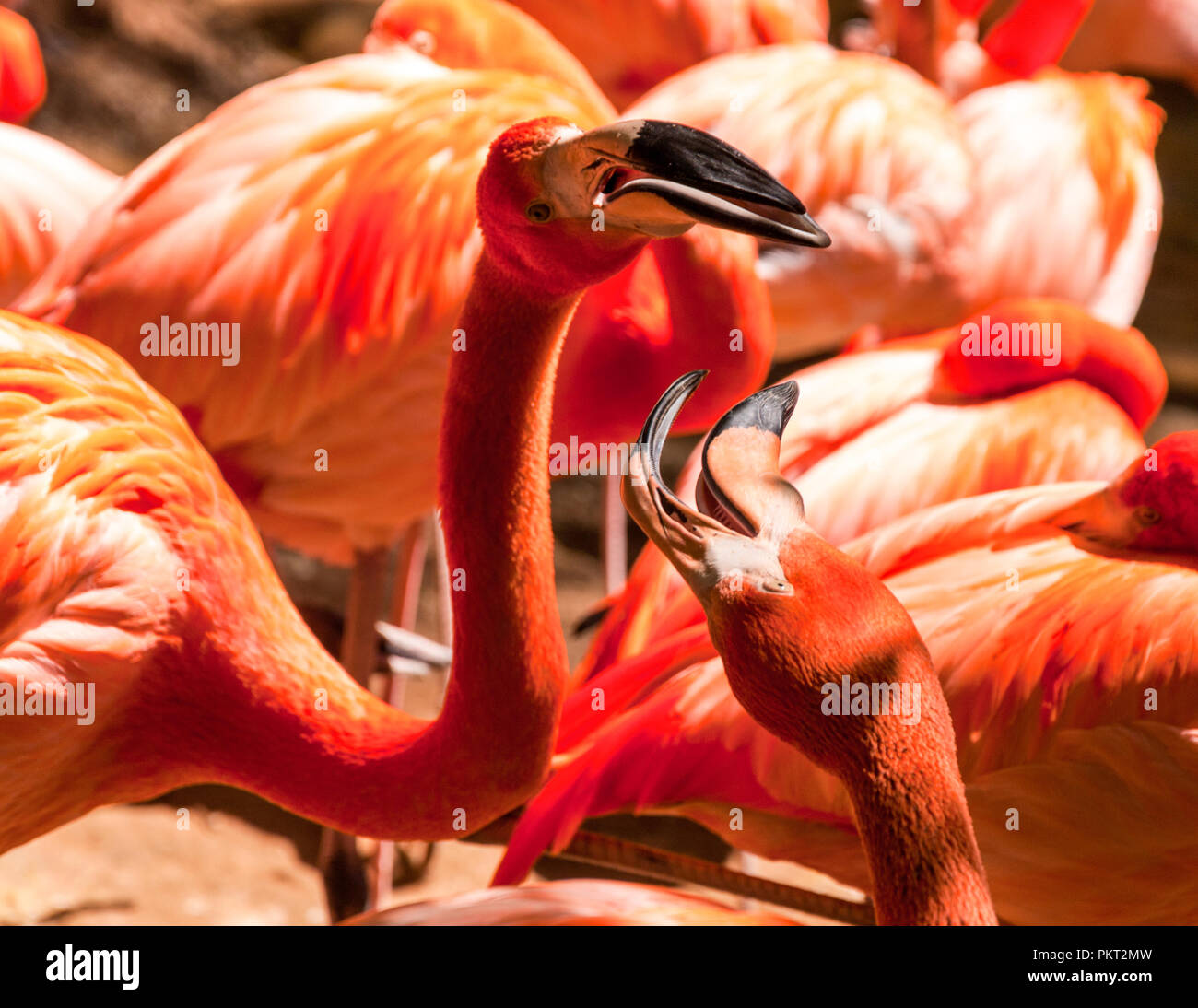 Schöne Gruppe der Karibischen flamingos sonnen sich Stockfoto