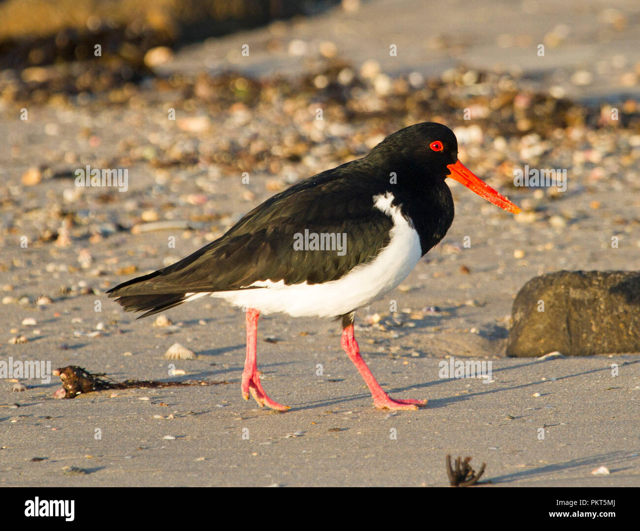 Australian Pied Austernfischer Haematopus longirostris, schlendern entlang der Sandstrand in NSW Stockfoto