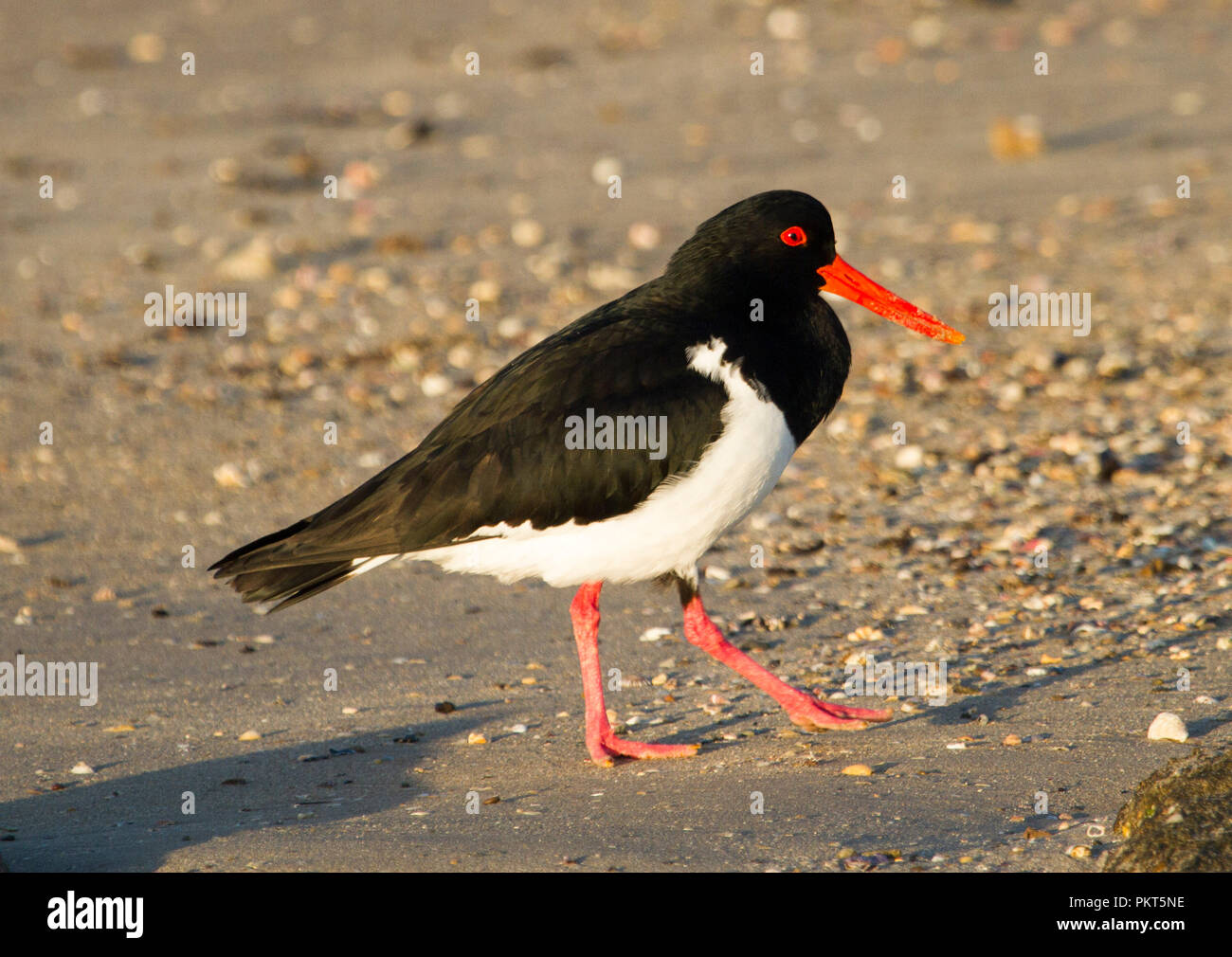 Australian Pied Austernfischer Haematopus longirostris, schlendern entlang der Sandstrand in NSW Stockfoto