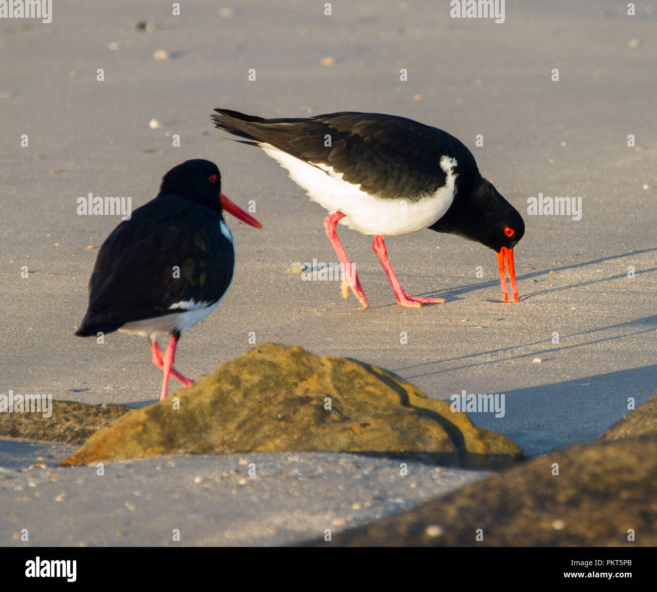 Australian Pied Austernfischer Haematopus longirostris, durch seine Gehilfen aufgepaßt, sondieren Sand mit roten Rechnung für das Essen am Strand in NSW Stockfoto