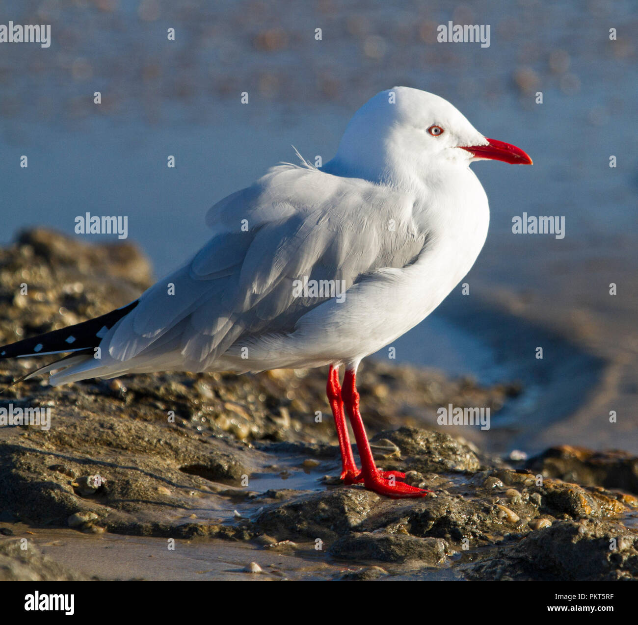Australische Silver Gull, Chroicocephalus novaehollandiae, auf den Felsen neben Wasser am Strand in NSW Stockfoto