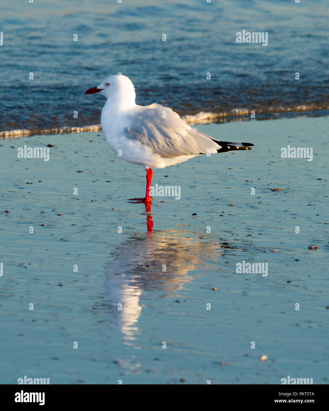 Australische Silver Gull, Chroicocephalus novaehollandiae, waten und in ruhigen blauen Wasser am Strand in NSW wider Stockfoto