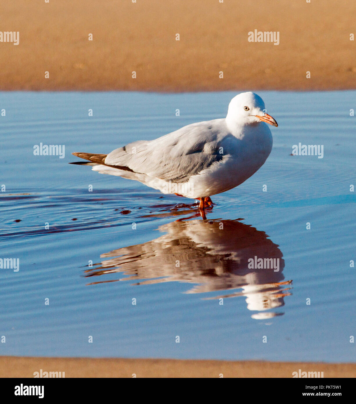 Australische Silver Gull, Chroicocephalus novaehollandiae, waten und in ruhigen blauen Wasser am Strand überfüllt Bay National Park, NSW wider Stockfoto