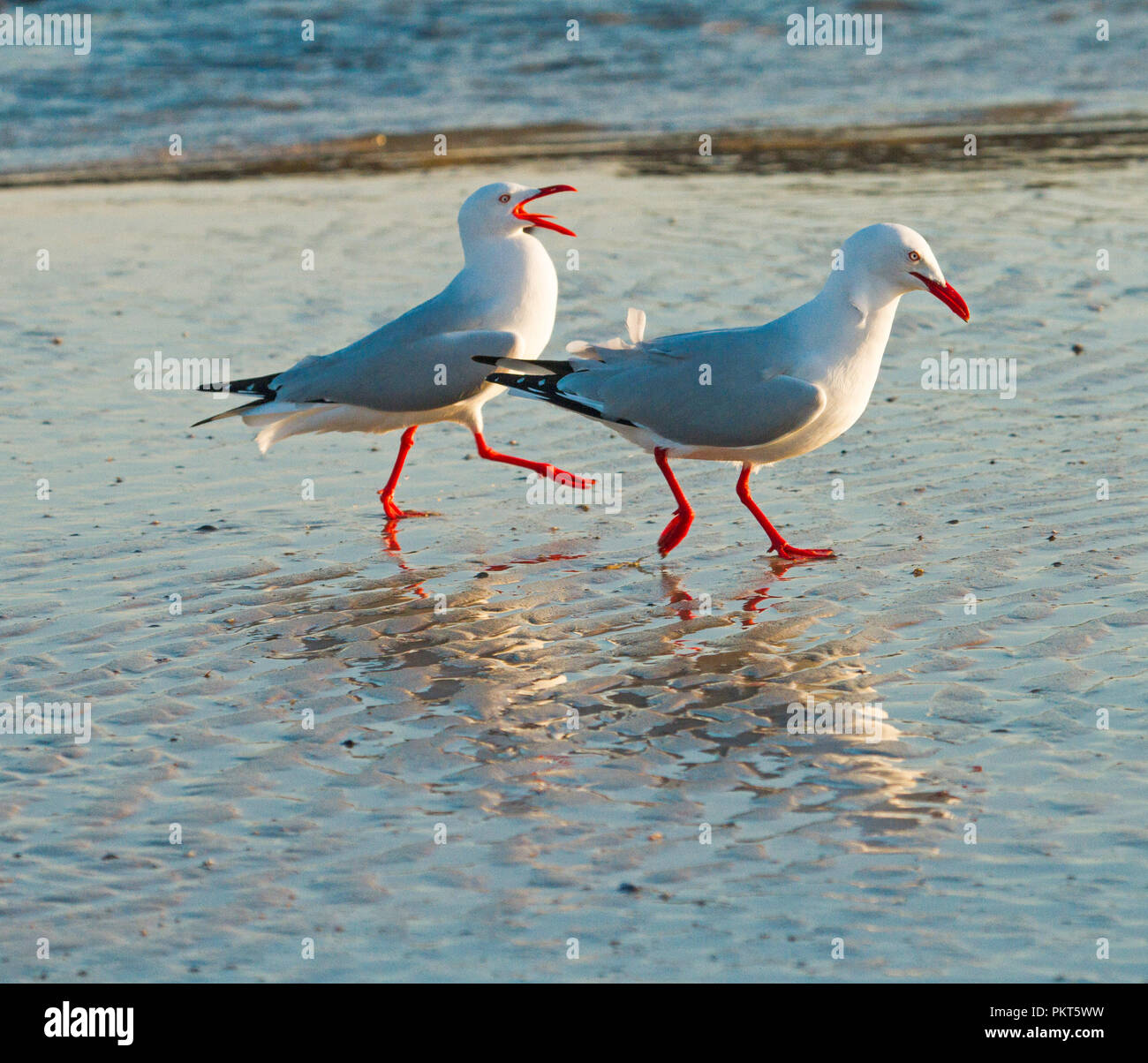 Zwei Australische silberne Möwen Chroicocephalus novaehollandiae Wandern am Strand und im flachen Wasser reflektiert, mit einem Vogel kreischen. Stockfoto