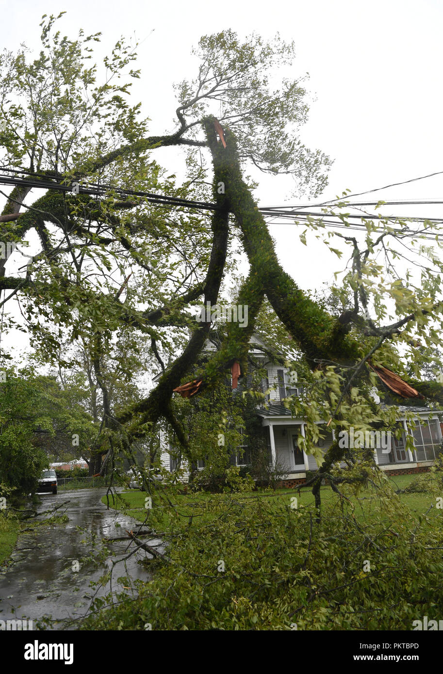 Washington, USA. 14 Sep, 2018. Einen umgestürzten Baum liegt auf der Seite einer Straße in der Nähe der Küste, in North Carolina, USA, Sept. 14, 2018. Mindestens fünf Menschen sind bisher in der Nachmahd des Hurrikans Florenz, die Freitag Nachmittag zu einem tropischen Sturm mit Windgeschwindigkeiten von 70 mph (110 km/h entlang der US-Ostküste herabgestuft wurde getötet. Quelle: Liu Jie/Xinhua/Alamy leben Nachrichten Stockfoto