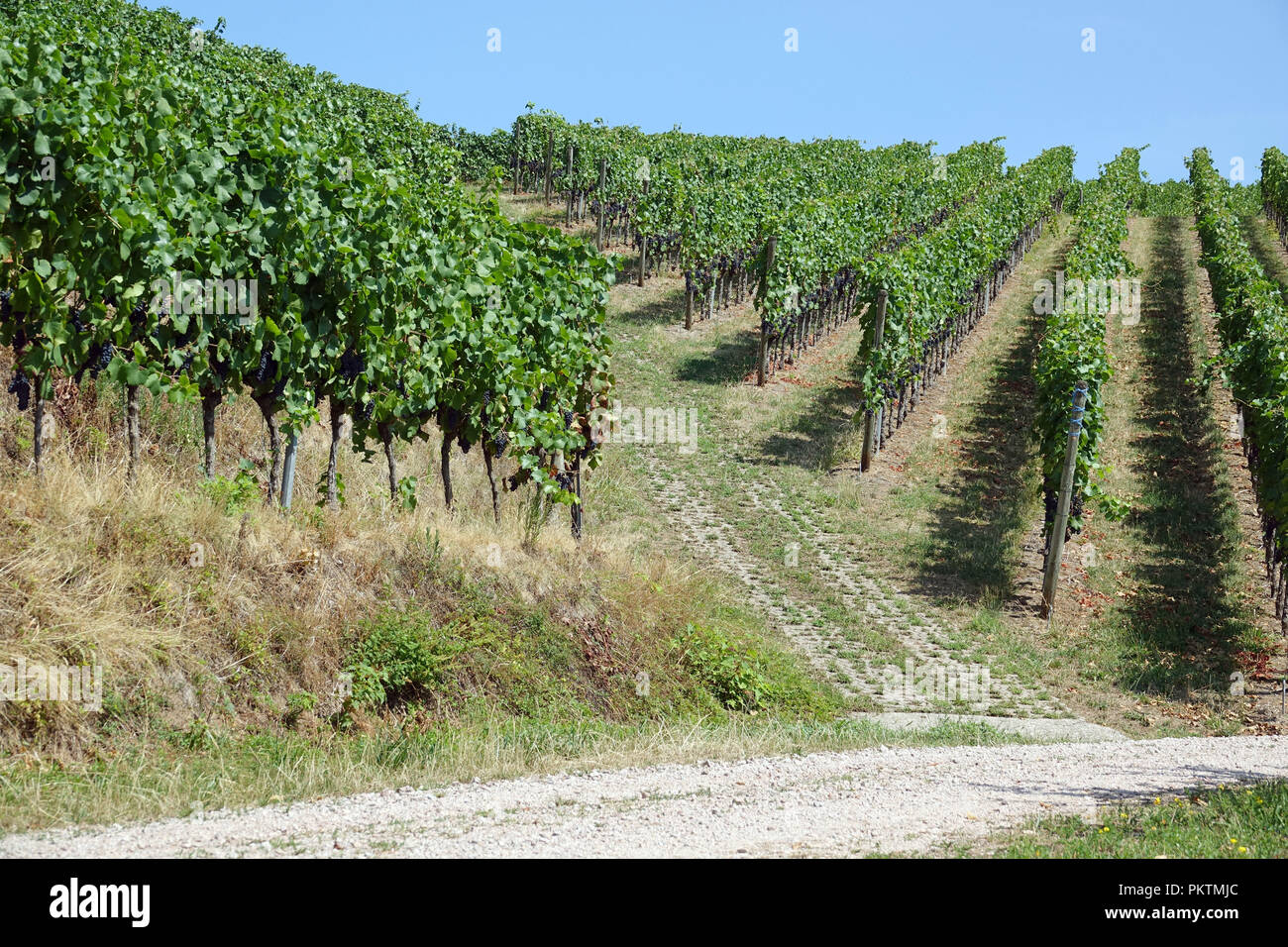 Weinberg Terrassen Stockfotos und bilder Kaufen Alamy