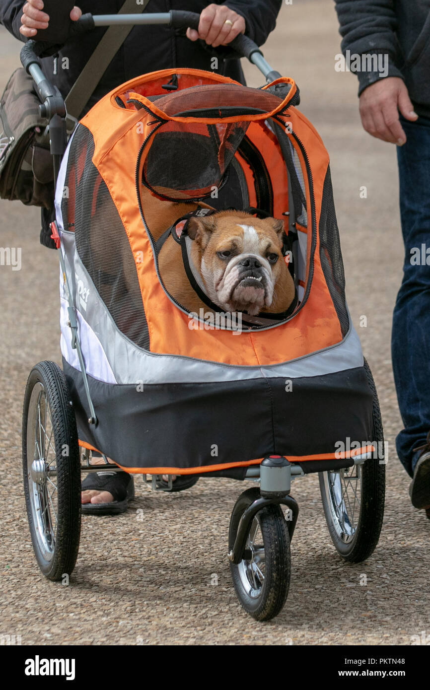 stroller for english bulldog