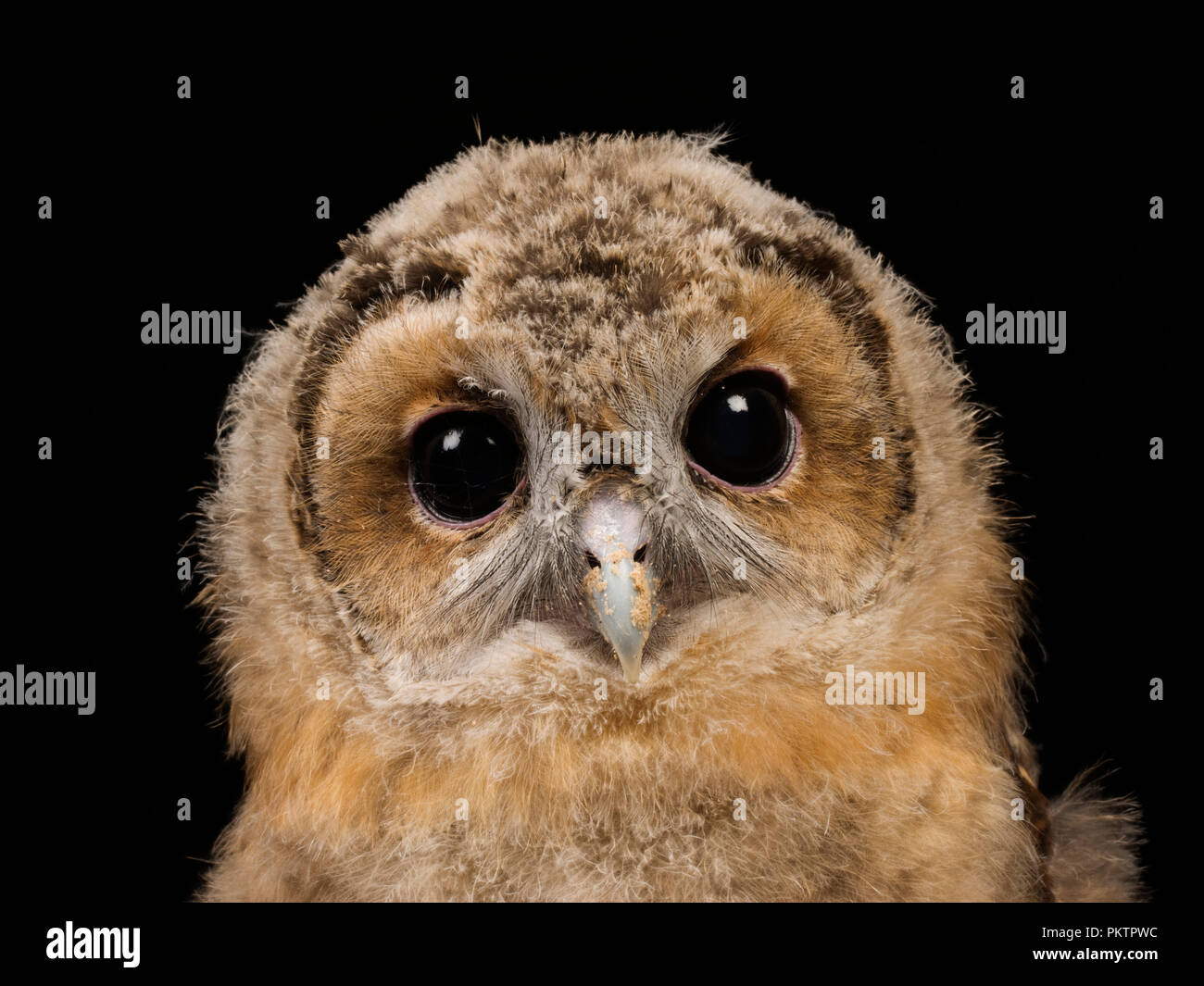 Waldkauz oder braune Eule (Strix aluco) Stockfoto