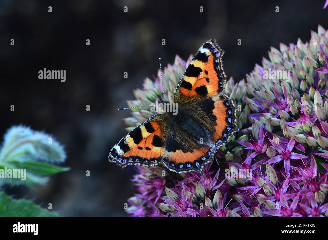 kleiner Fuchs Schmetterling Stockfoto
