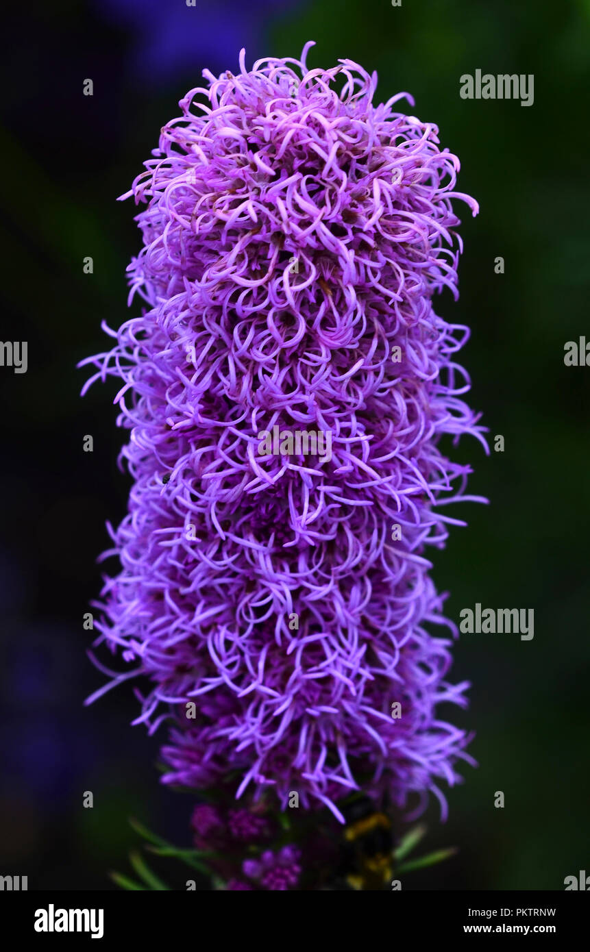 Liatris spicata oder Kansas gay Feder oder Schaltfläche snakewort in Blüte. Dorset, Großbritannien Stockfoto