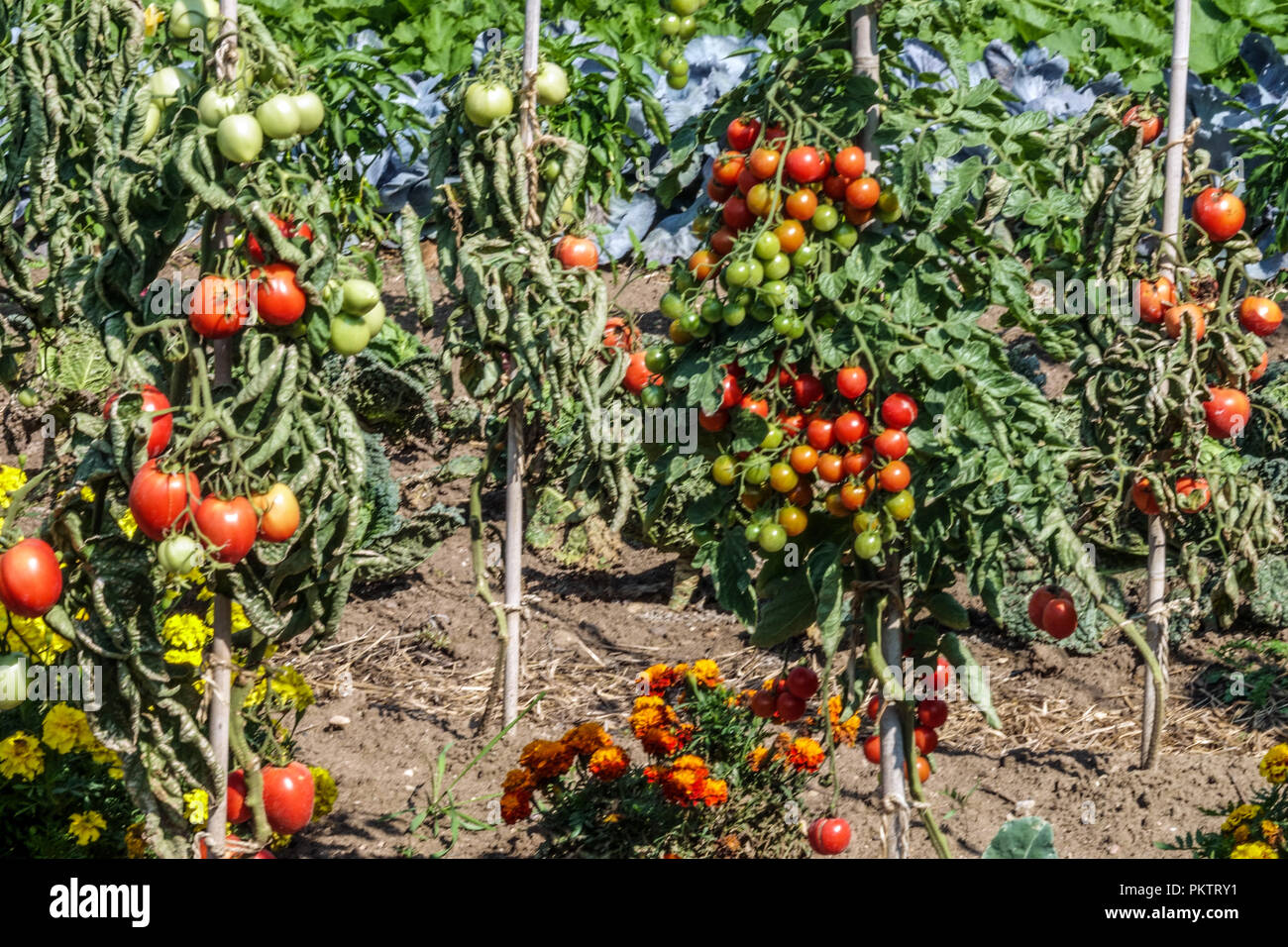 Tomaten, Ringelblumen, Gemüsegarten Tomatenpflanzen Garten Stockfoto
