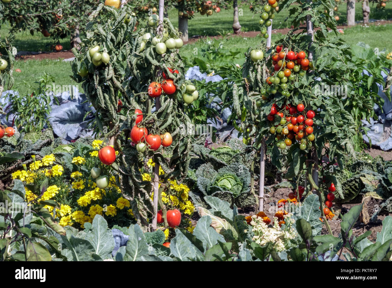 Tomatenpflanze, Marigolds, tagetes Tomaten, Gemüsereife Gemüsegarten Stockfoto