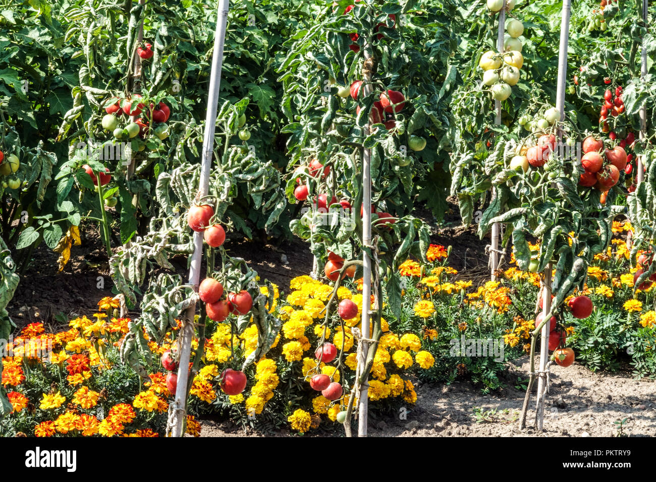 Tomaten Marigolds Französische Marigolds Tomaten Garten gemischte Pflanzen wachsen zusammen Gemüsegartenreihen Solanum beugt der Weißen Fliege Schädlingsabwehrpflanzen vor Stockfoto