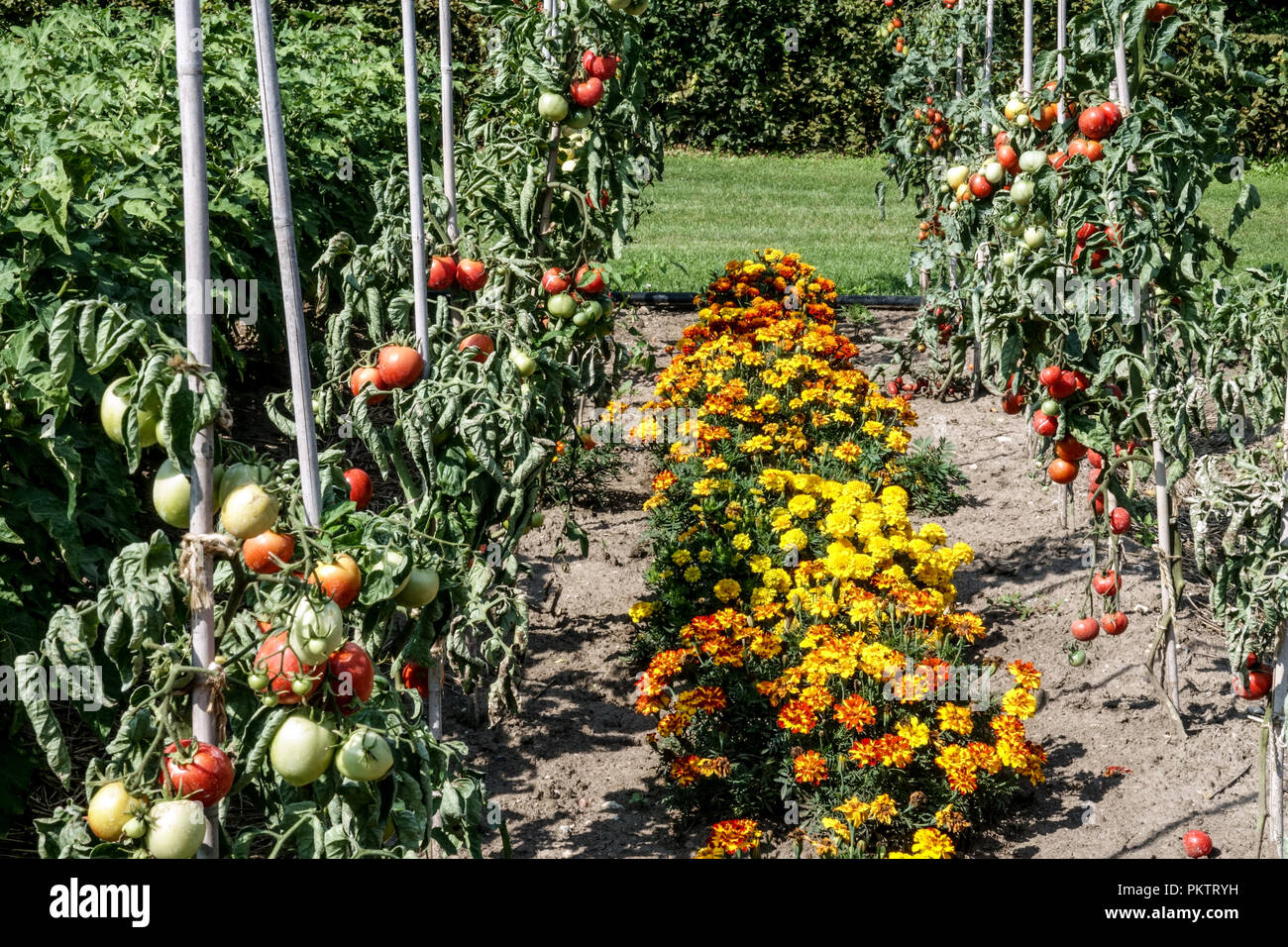 Gemüsegarten Tomaten tagetes Marigolds Tomatenmischung Marigold Tomaten, die auf Weinreben wachsen Garten Reifung Tomatenpflanze Solanum lycopersicum Row Summer Stockfoto
