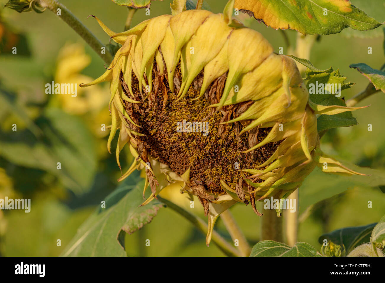 Festplatte einer Sonnenblume (Helianthus annuus) mit Ray Blumen Stockfoto