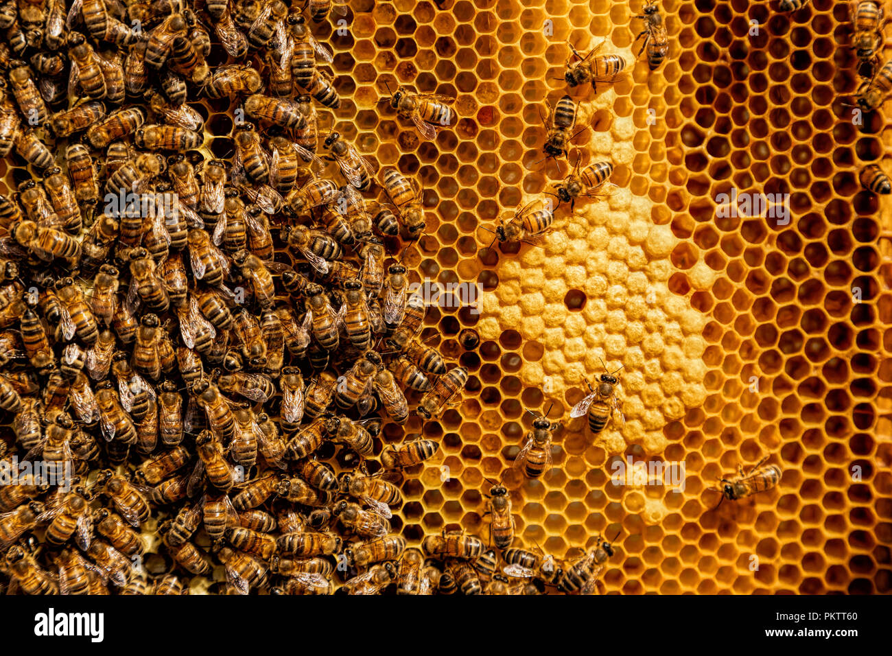 Wabe mit Arbeitsbienen. Stockfoto