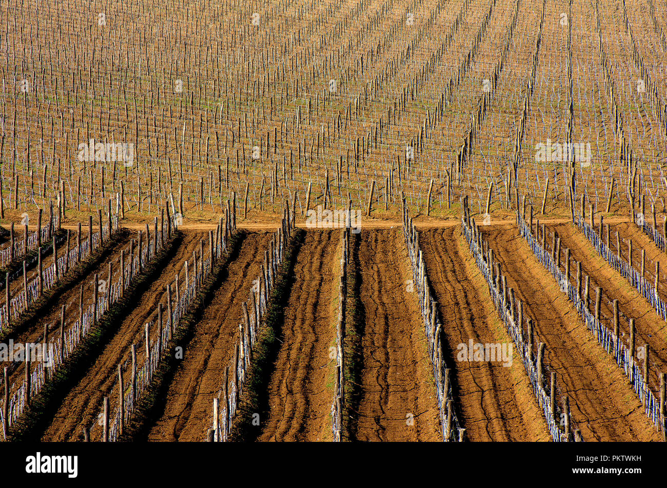 Weinberge mit jungen Reben Stockfoto