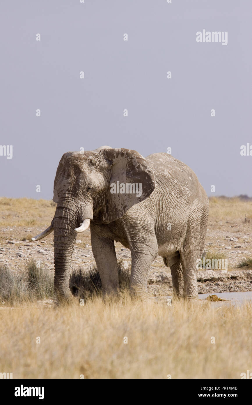 Elefant im Etosha Park in Namibia Stockfoto