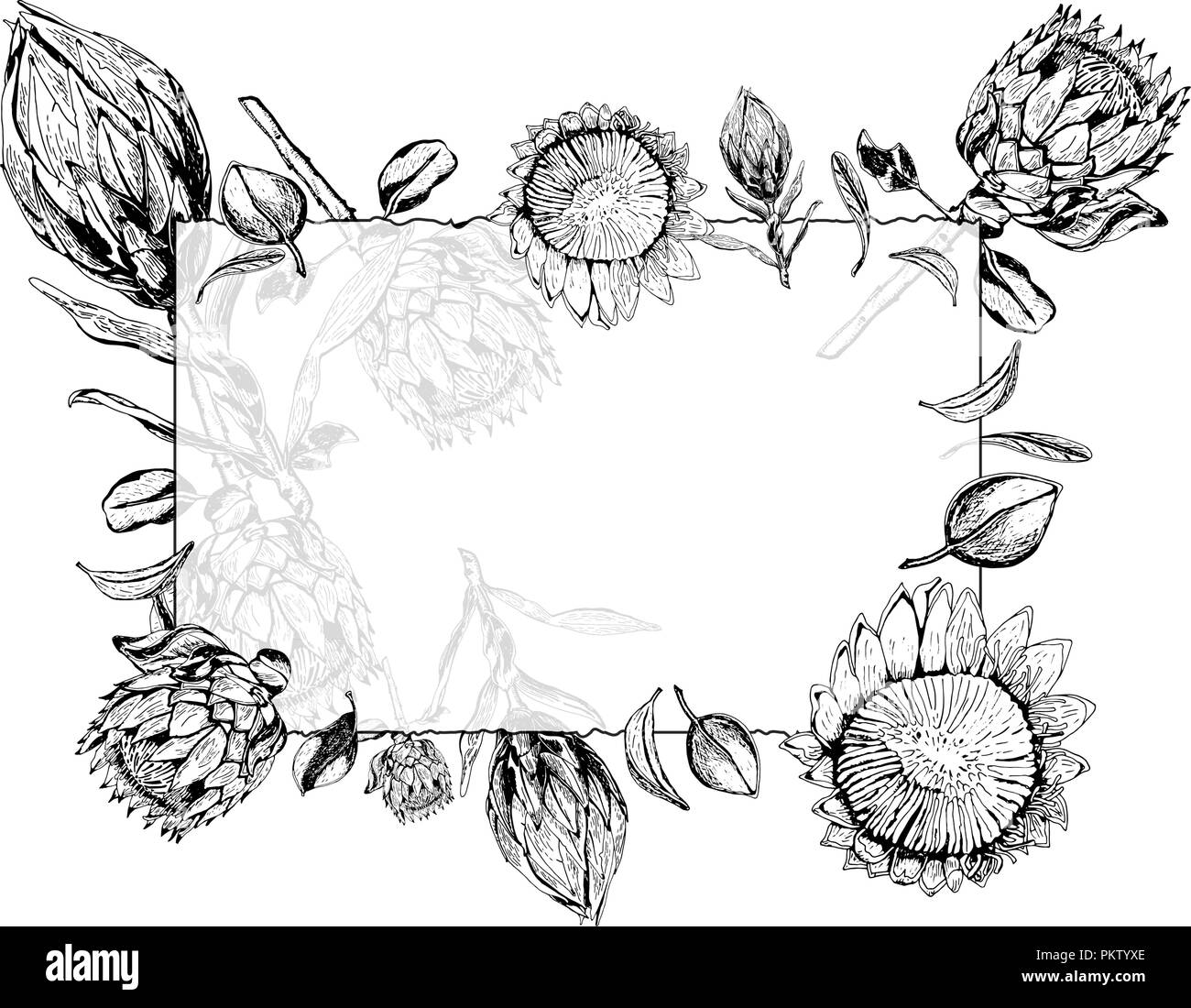 Transparentes Glas Rahmen mit königsprotea Blüten, Knospen und Blätter, Vector Illustration. Protea, Südafrika Symbol, Hand in Schwarz und Weiß gezeichnet. Stock Vektor