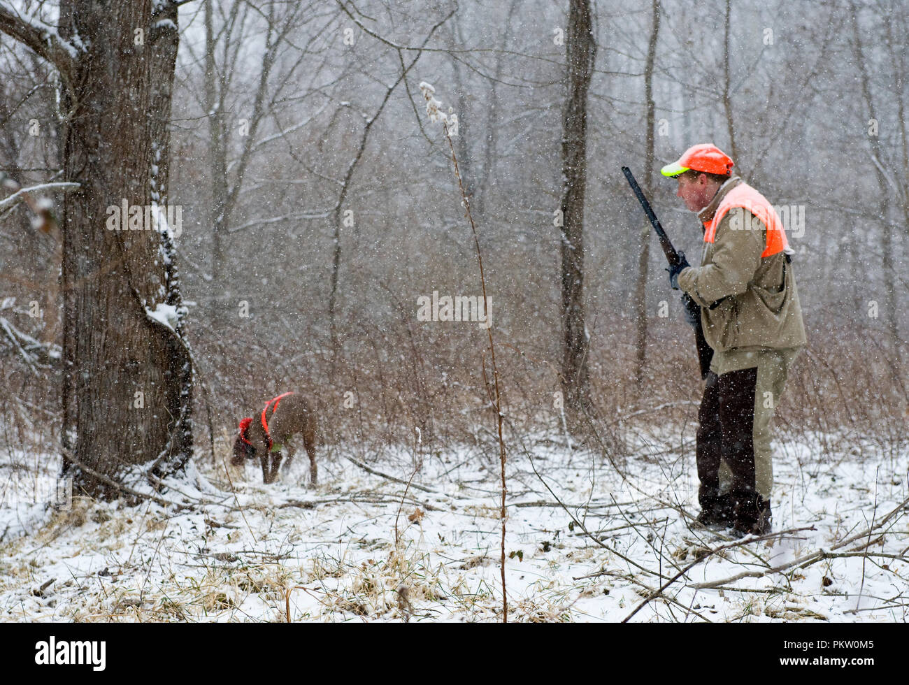 Hochland spiel Vogel Jagd in G. Thompson Wildlife Management Area im nordwestlichen Fauquier County Virginia. Hier ein Jäger und seine weimaraner Hund jagt Stockfoto