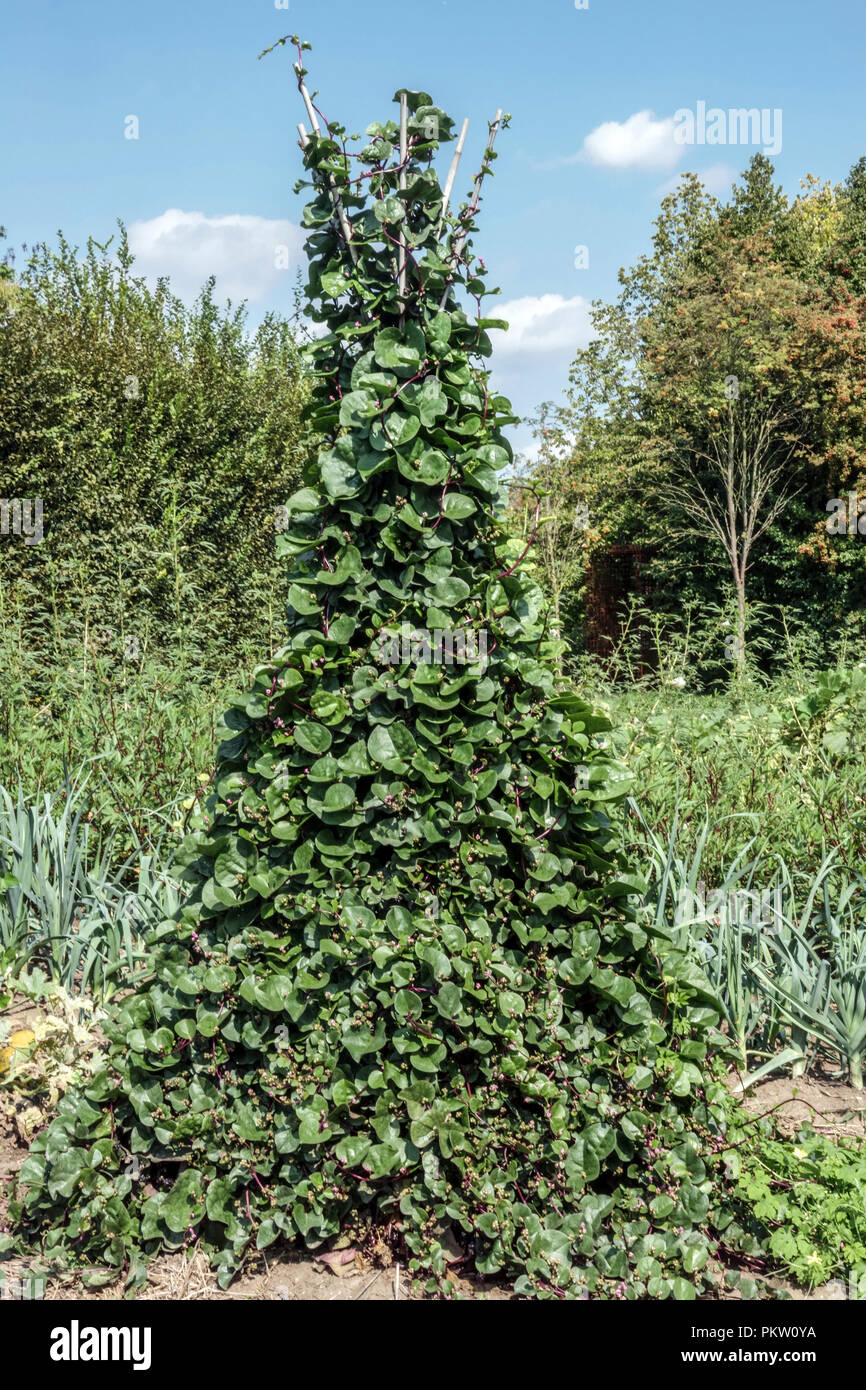 Basella rubra, weinstock Spinat, rote Rebsorten Spinat, klettern, kriechen Spinat Spinat wächst auf der Rebe in einem Gemüsegarten Stockfoto