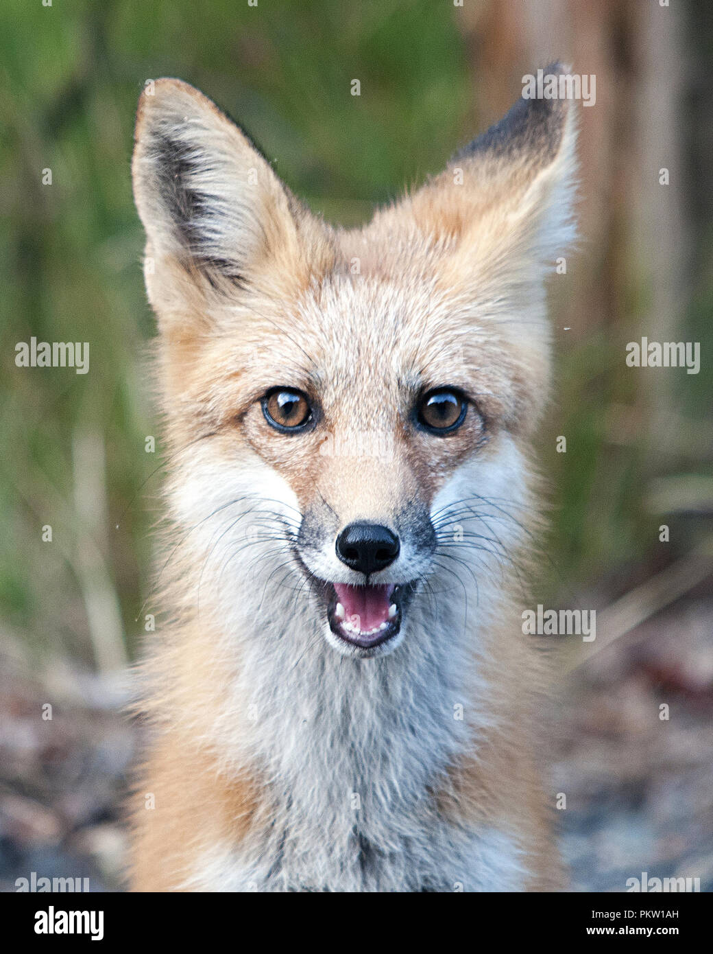 Red Fox ganz nah bei Euch und genießen die Umgebung. Stockfoto