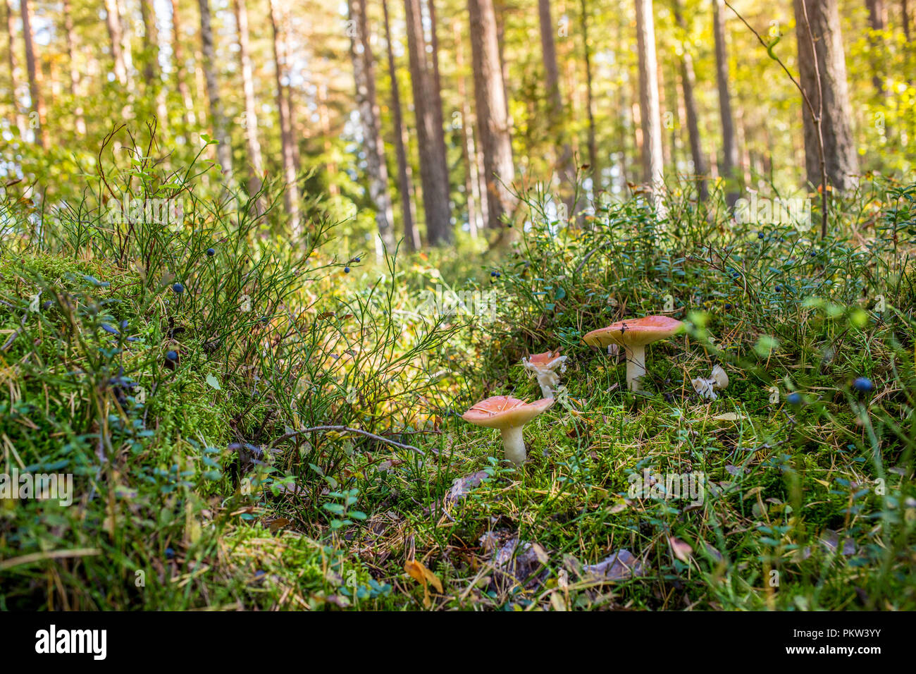 Giftige Pilze in den Tiefen skandinavischen Wald während einer Spätsommer Tag Stockfoto