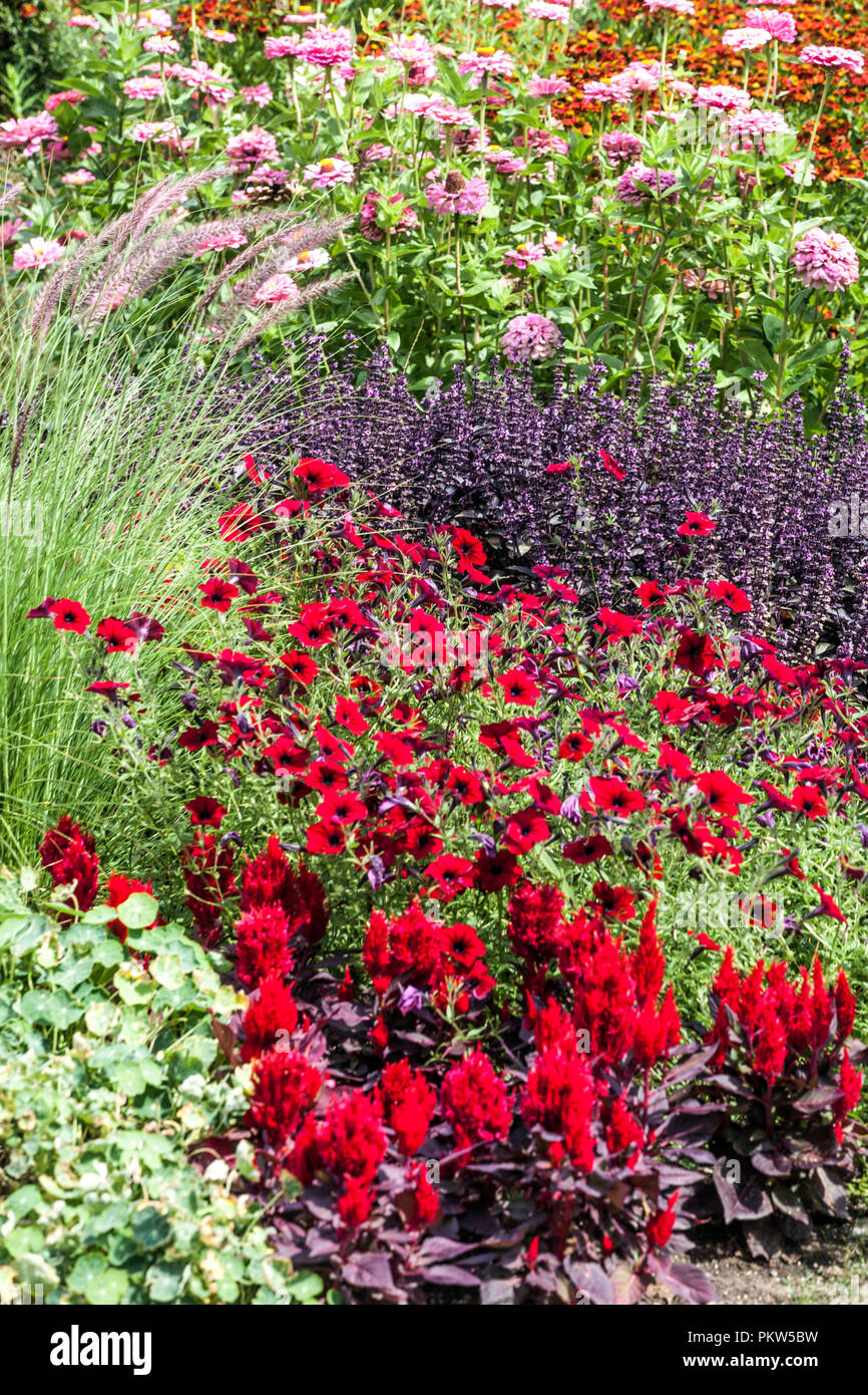 Eine bunte Kombination aus einem Sommerblumenbett in einem Cottage-Garten Szene Red Celosia, Petunia, Zinnias, Salvia, Ziergras gemischte Grenze Stockfoto